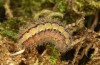 Adscita bolivari: Larva in the final instar (e.o. Spain, Jaen, Santiago de la Espada, oviposition in late June 2025) [S]