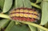 Adscita bolivari: Larva in the final instar (e.o. Spain, Jaen, Santiago de la Espada, oviposition in late June 2025) [S]