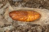 Adscita bolivari: Female pupa (e.o. Spain, Jaen, Santiago de la Espada, oviposition in late June 2025) [S]