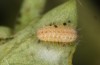 Adscita bolivari: L2 larva (e.o. Spain, Jaen, Santiago de la Espada, oviposition in late June 2025) [S]