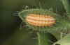Adscita bolivari: L3 larva (e.o. Spain, Jaen, Santiago de la Espada, oviposition in late June 2025) [S]