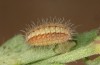Adscita bolivari: L4 larva (e.o. Spain, Jaen, Santiago de la Espada, oviposition in late June 2025) [S]