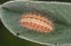 Adscita bolivari: L4 larva (e.o. Spain, Teruel, Moscardon, oviposition in late June 2025) [S]
