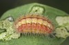 Adscita bolivari: Young larva (e.o. Spain, Teruel, Moscardon, oviposition in late June 2025) [S]