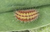 Adscita bolivari: Half-grown larva (e.o. Spain, Jaen, Santiago de la Espada, oviposition in late June 2025) [S]