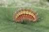 Adscita bolivari: Half-grown larva (e.o. Spain, Jaen, Santiago de la Espada, oviposition in late June 2025) [S]