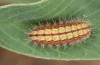 Adscita bolivari: Half-grown larva (e.o. Spain, Jaen, Santiago de la Espada, oviposition in late June 2025) [S]