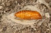 Adscita bolivari: Male pupa (e.o. Spain, Jaen, Santiago de la Espada, oviposition in late June 2025) [S]