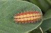 Adscita bolivari: Half-grown larva (e.o. Spain, Jaen, Santiago de la Espada, oviposition in late June 2025) [S]