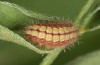 Adscita bolivari: Half-grown larva in aestivation (e.o. Spain, Jaen, Santiago de la Espada, oviposition in late June 2025) [S]