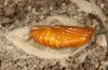Adscita bolivari: Male pupa (e.o. Spain, Jaen, Santiago de la Espada, oviposition in late June 2025) [S]