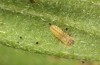 Adscita bolivari: L1 larva (e.o. Spain, Jaen, Santiago de la Espada, oviposition in late June 2025) [S]