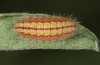 Adscita bolivari: Half-grown larva in autumn (e.o. Spain, Jaen, Santiago de la Espada, oviposition in late June 2025) [S]