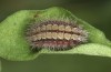 Adscita bolivari: Half-grown larva in autumn (e.o. Spain, Jaen, Santiago de la Espada, oviposition in late June 2025) [S]
