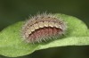 Adscita bolivari: Half-grown larva in autumn (e.o. Spain, Jaen, Santiago de la Espada, oviposition in late June 2025) [S]