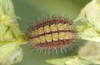 Adscita bolivari: Half-grown larva in autumn (e.o. Spain, Jaen, Santiago de la Espada, oviposition in late June 2025) [S]