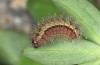Adscita bolivari: Half-grown larva in autumn (e.o. Spain, Jaen, Santiago de la Espada, oviposition in late June 2025) [S]