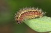 Adscita bolivari: Half-grown larva in autumn (e.o. Spain, Jaen, Santiago de la Espada, oviposition in late June 2025) [S]
