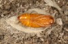 Adscita bolivari: Male pupa (e.o. Spain, Jaen, Santiago de la Espada, oviposition in late June 2025) [S]