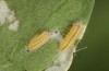 Adscita bolivari: L1 larva (e.o. Spain, Jaen, Santiago de la Espada, oviposition in late June 2025) [S]