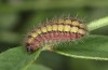 Adscita bolivari: Half-grown larva in autumn (e.o. Spain, Jaen, Santiago de la Espada, oviposition in late June 2025) [S]