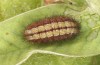 Adscita bolivari: Larva in antepenultimate instar after hibernation (e.o. Spain, Jaen, Santiago de la Espada, oviposition in late June 2025) [S]