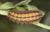 Adscita bolivari: Larva in penultimate instar (e.o. Spain, Jaen, Santiago de la Espada, oviposition in late June 2025) [S]
