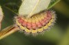 Adscita bolivari: Larva in penultimate instar (e.o. Spain, Jaen, Santiago de la Espada, oviposition in late June 2025) [S]
