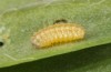 Adscita bolivari: L1 larva (e.o. Spain, Jaen, Santiago de la Espada, oviposition in late June 2025) [S]