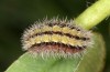 Adscita bolivari: Larva in the final instar (e.o. Spain, Jaen, Santiago de la Espada, oviposition in late June 2025) [S]
