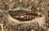 Adscita bolivari: Male pupa one day before hatching (e.o. Spain, Jaen, Santiago de la Espada, oviposition in late June 2025) [S]