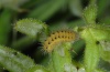 Zygaena brizae: Half-grown larva (Alpes-Maritimes, Vésubie, 29/04/2012). [M]