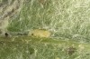 Jordanita budensis: Young larva (e.o. rearing, S-Greece, Peloponnese, Chelmos, 1500m, female in late May 2017) [S]