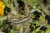 Heterogynis canalensis: Half-grown larva (Spain, Teruel, Albarracin, late May 2018) [N]