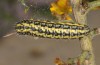 Heterogynis canalensis: Larva (Spain, Teruel, Albarracin, late May 2018) [S]