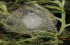Heterogynis canalensis: Cocoon (e.l. rearing, Spain, Teruel, Albarracin, larva in late May 2018) [S]