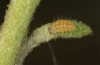Adscita capitalis: Raupe L1 (e.o. Nordgriechenland, Skiti W Kozani, Ei- und Jungraupenfunde am 10. Juni 2024) [S]