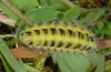 Zygaena carniolica: Larva (eastern Swabian Alb, Southern Germany) [N]