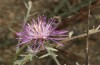 Jordanita chloros: Larval host plant Centaurea sp. (N-Greece, Mount Vitsi, 1700m, July 2025) [N]