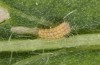 Jordanita chloros: L2 larva (e.o. rearing, N-Greece, Tymfi, Astraka, 2000m, oviposition in late July 2025) [S]