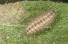 Jordanita chloros: Half-grown larva in spring (N-Greece, Mount Vitsi, 1700m, early April 2025) [M]