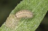 Jordanita chloros: Half-grown larva in spring (N-Greece, Mount Vitsi, 1700m, early April 2025) [M]