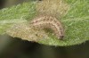 Jordanita chloros: Half-grown larva in spring (N-Greece, Mount Vitsi, 1700m, early April 2025) [M]