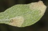 Jordanita chloros: Feeding scars of an half-grown larva in spring (N-Greece, Mount Vitsi, 1700m, early April 2025) [M]