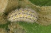 Jordanita chloros: Larva in final instar (e.l. rearing, N-Greece, Mount Vitsi, 1700m, larvae found in early April 2025) [S]