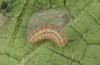Jordanita chloros: Young larva before hibernation (e.o. rearing, N-Greece, Tymfi, Astraka, 2000m, oviposition in late July 2025) [S]