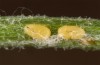 Jordanita chloros: Eggs (N-Greece, Tymfi, Astraka, 2000m, late July 2025) [S]