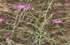 Jordanita chloros: Larval host plant Centaurea sp. (N-Greece, Mount Vitsi, 1700m, July 2025) [N]