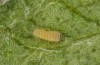Jordanita chloros: L1 larva (e.o. rearing, N-Greece, Tymfi, Astraka, 2000m, oviposition in late July 2025) [S]