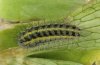 Zygaena contaminei: Raupe [S]